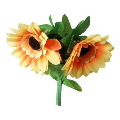 Girasoli che Appassiscono - Amazing Split Sunflower