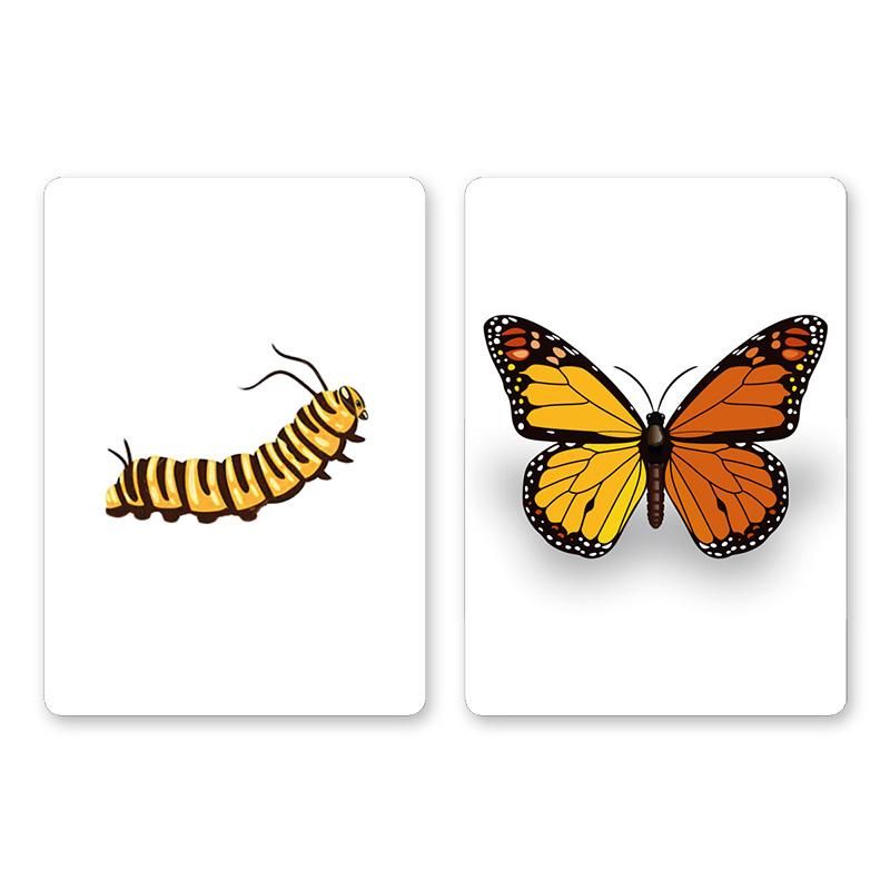 CaterFly by Magical Project
