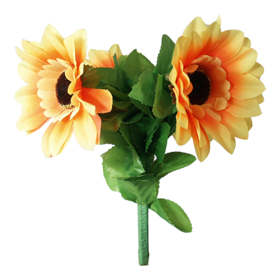 Girasoli che Appassiscono - Amazing Split Sunflower