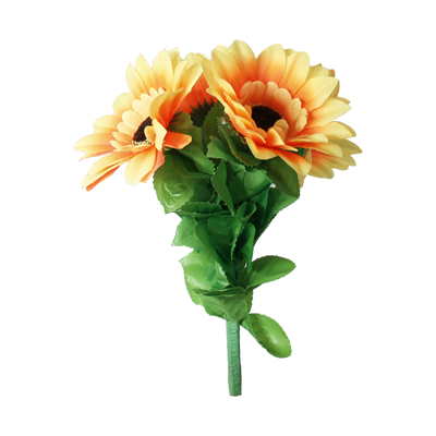 Girasoli che Appassiscono - Amazing Split Sunflower